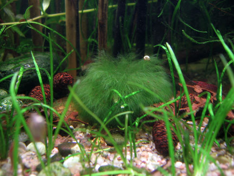 Image of Marimo (or ball seaweed)