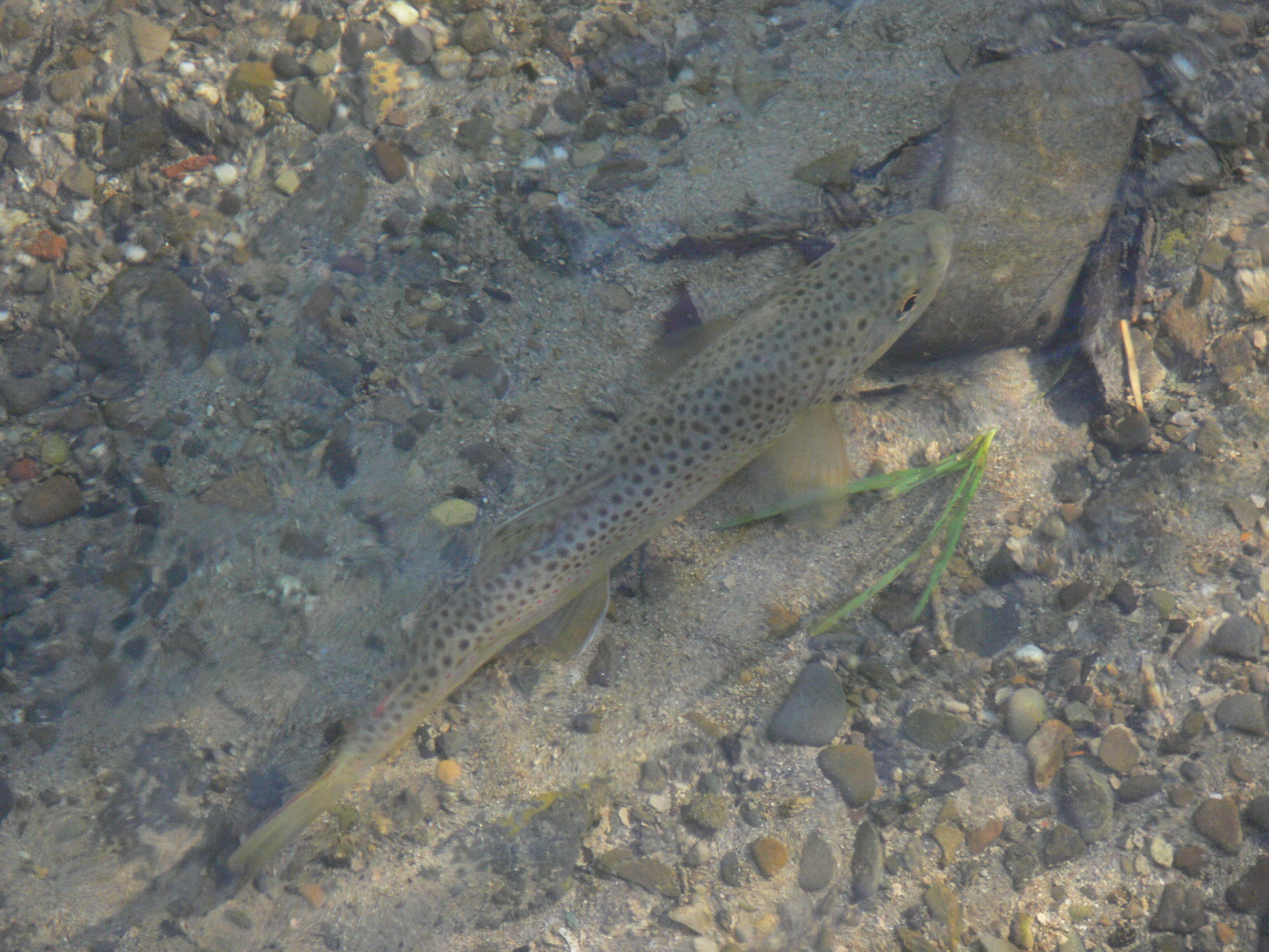 Image of Brown Trout