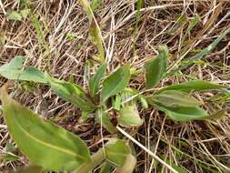 Image of Pulmonaria mollis subsp. mollis