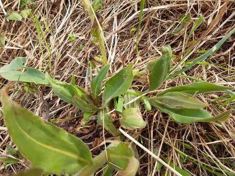 Image of Pulmonaria mollis subsp. mollis