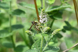 Image de Polistes gallicus (Linnaeus 1767)