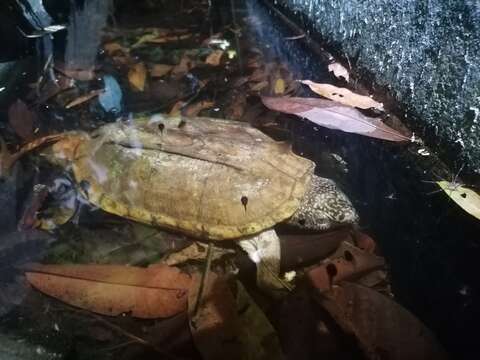 Image of Mexican Giant Musk Turtle