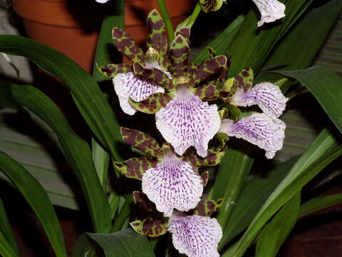 Image of Zygopetalum maculatum (Kunth) Garay