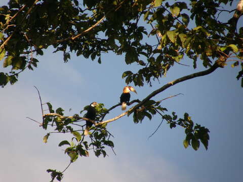 Image of Blyth's Hornbill