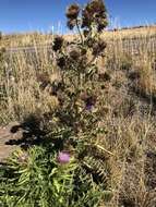 Imagem de Cirsium eatonii var. peckii (L. F. Henderson) D. J. Keil