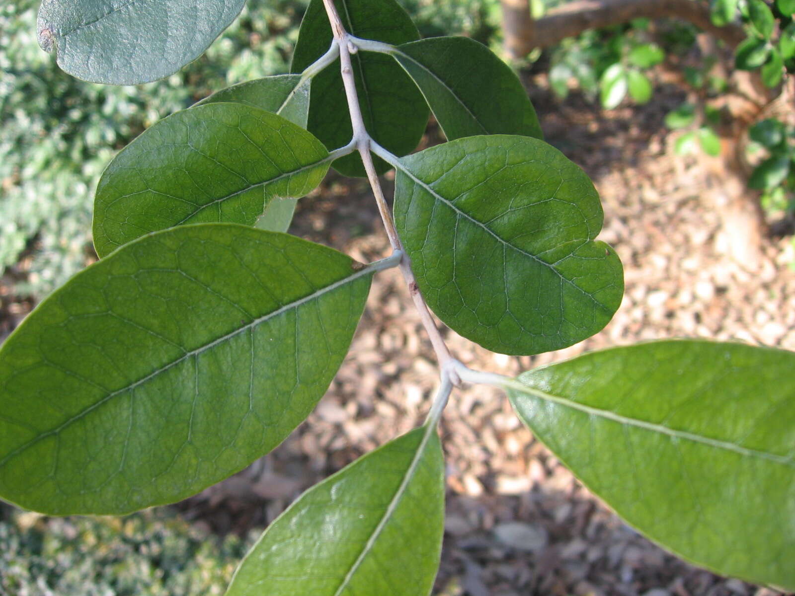 Image of Acca