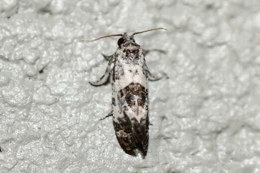 Image of Black-tipped Rudenia Moth