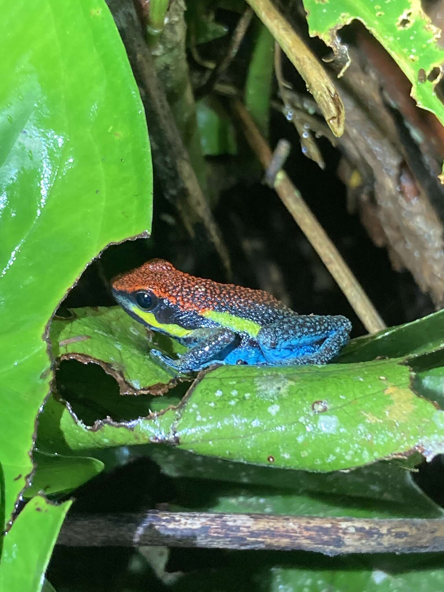 Image of Manu Poison Frog