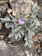 Image of Bicknell's milkvetch