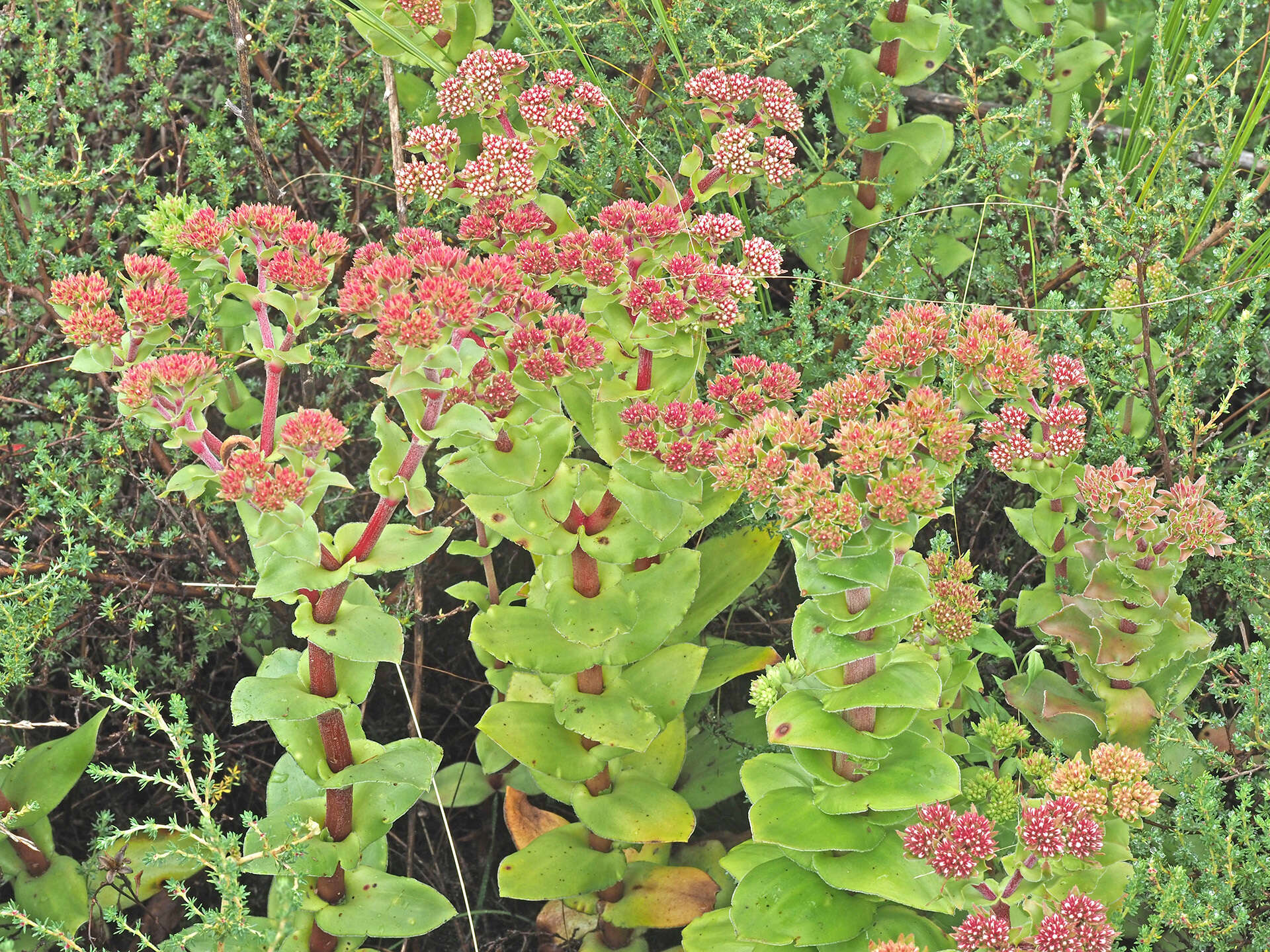 Image of Crassula natalensis Schönl.