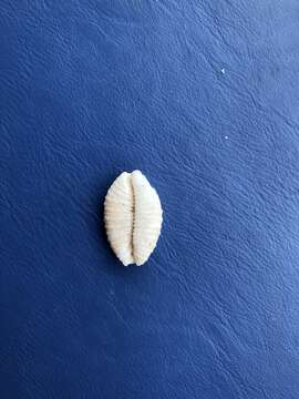 Image of granulated cowry