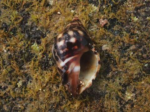 Sivun Reishia bitubercularis (Lamarck 1822) kuva