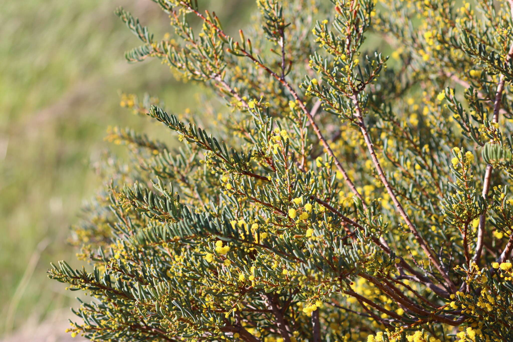 Image of Acacia pinguifolia J. M. Black