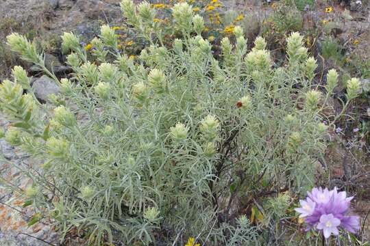 Image of San Clemente Island Indian paintbrush