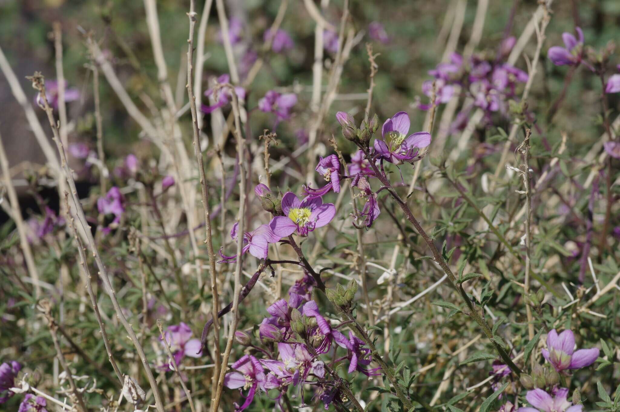 Image of Sieruela oxyphylla (Burch.) Roalson & J. C. Hall