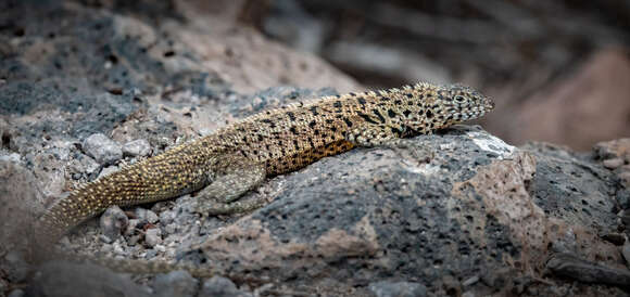 Plancia ëd Microlophus barringtonensis (Baur 1892)