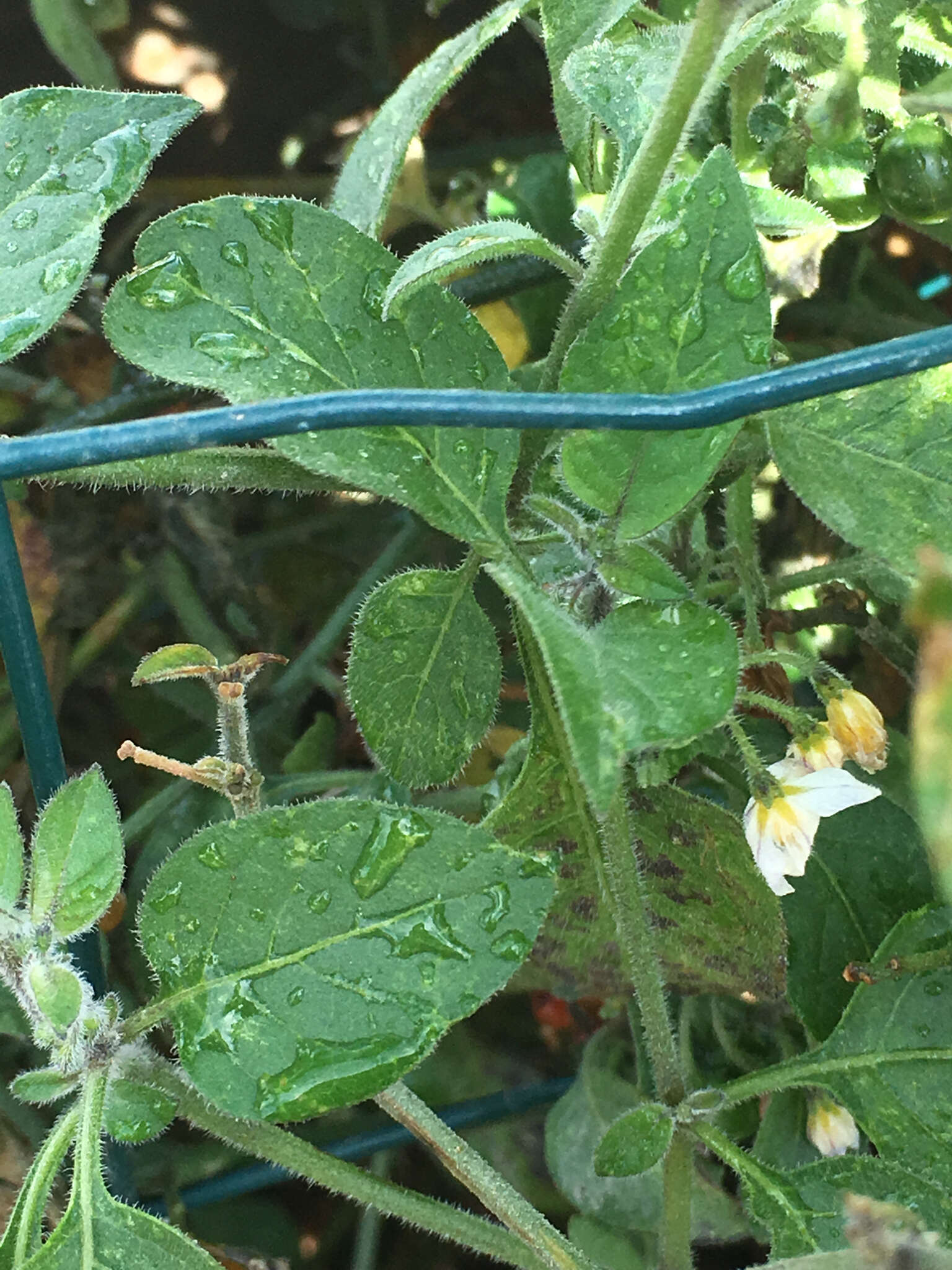 Image of hairy nightshade