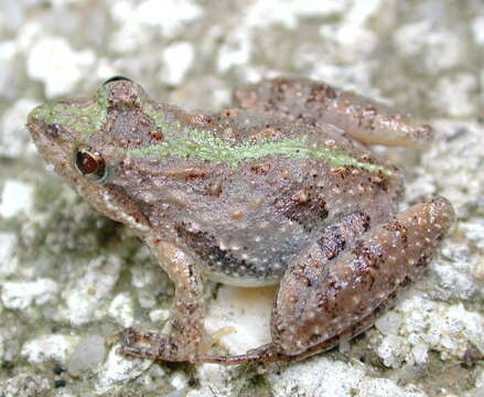 Image of Southern Cricket Frog