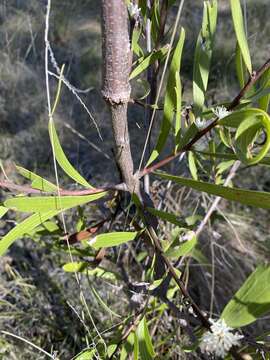 Imagem de Hakea laevipes subsp. graniticola Haegi