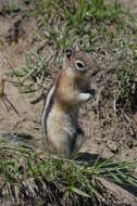 Callospermophilus Merriam 1897 resmi