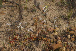 Image de Disa biflora (L.) Druce