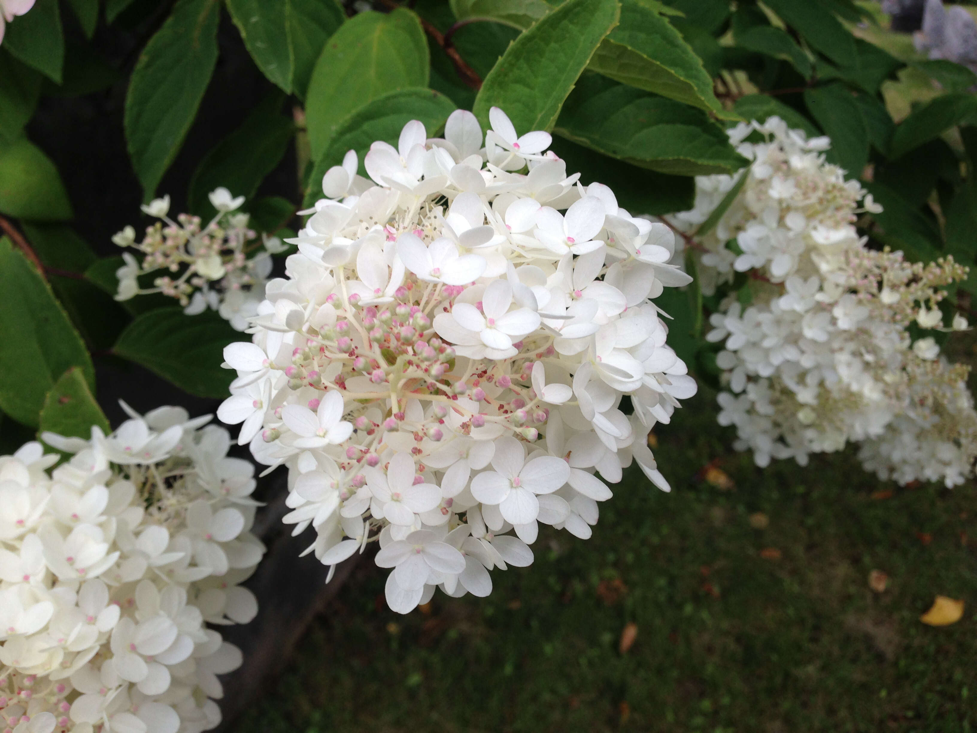 Image of panicled hydrangea