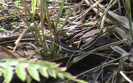 Image of Dendrelaphis caudolineatus (Gray 1834)