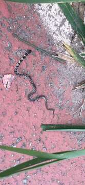Image of Brazilian Slug-eating Snake