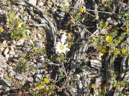 Image of whitestem blazingstar