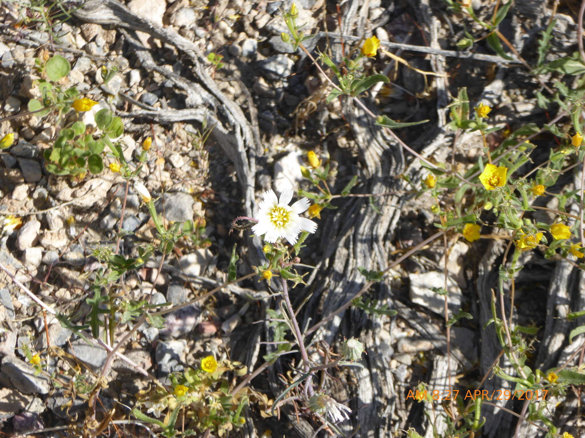 Image of whitestem blazingstar