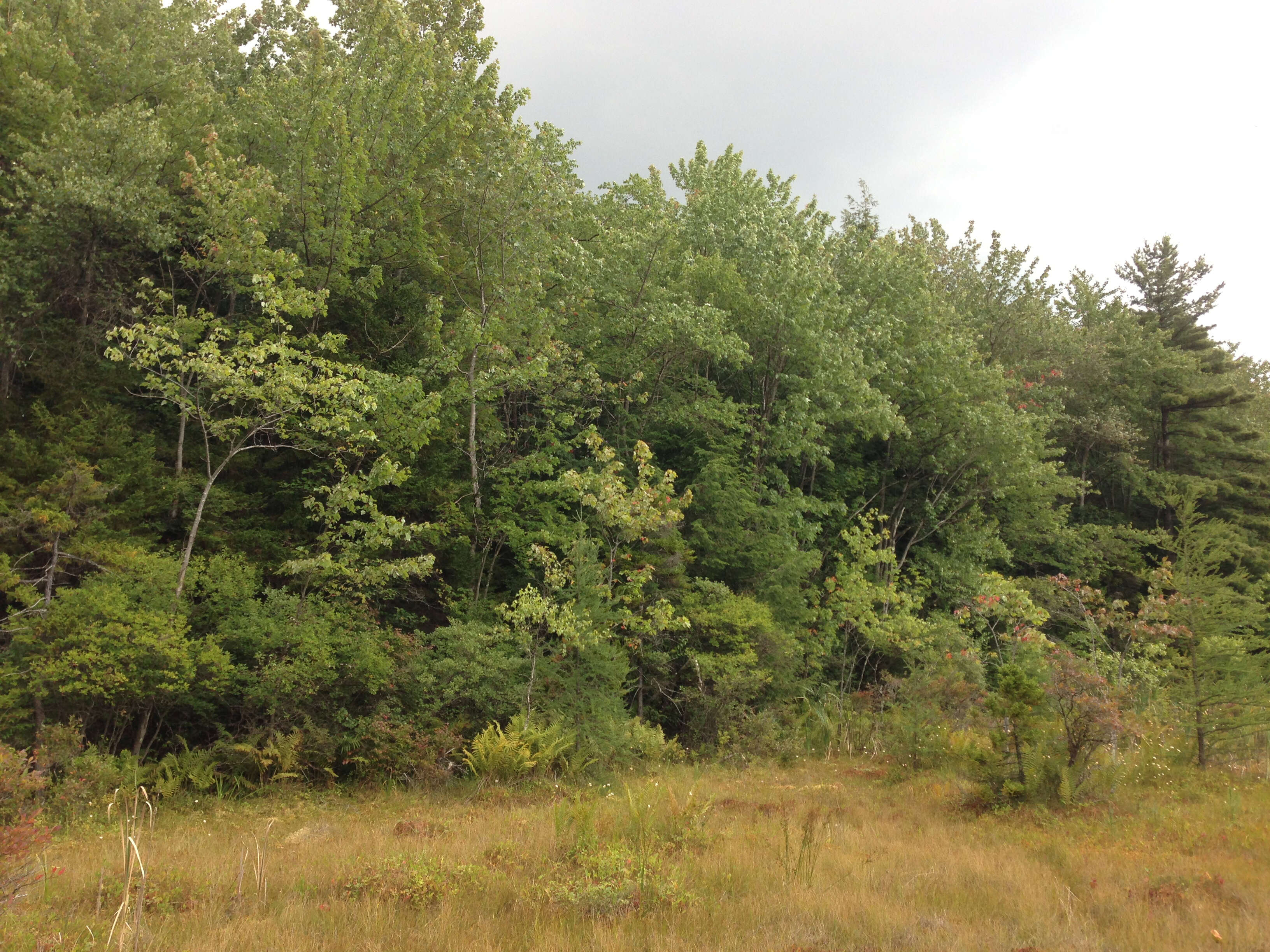 Image of American Larch