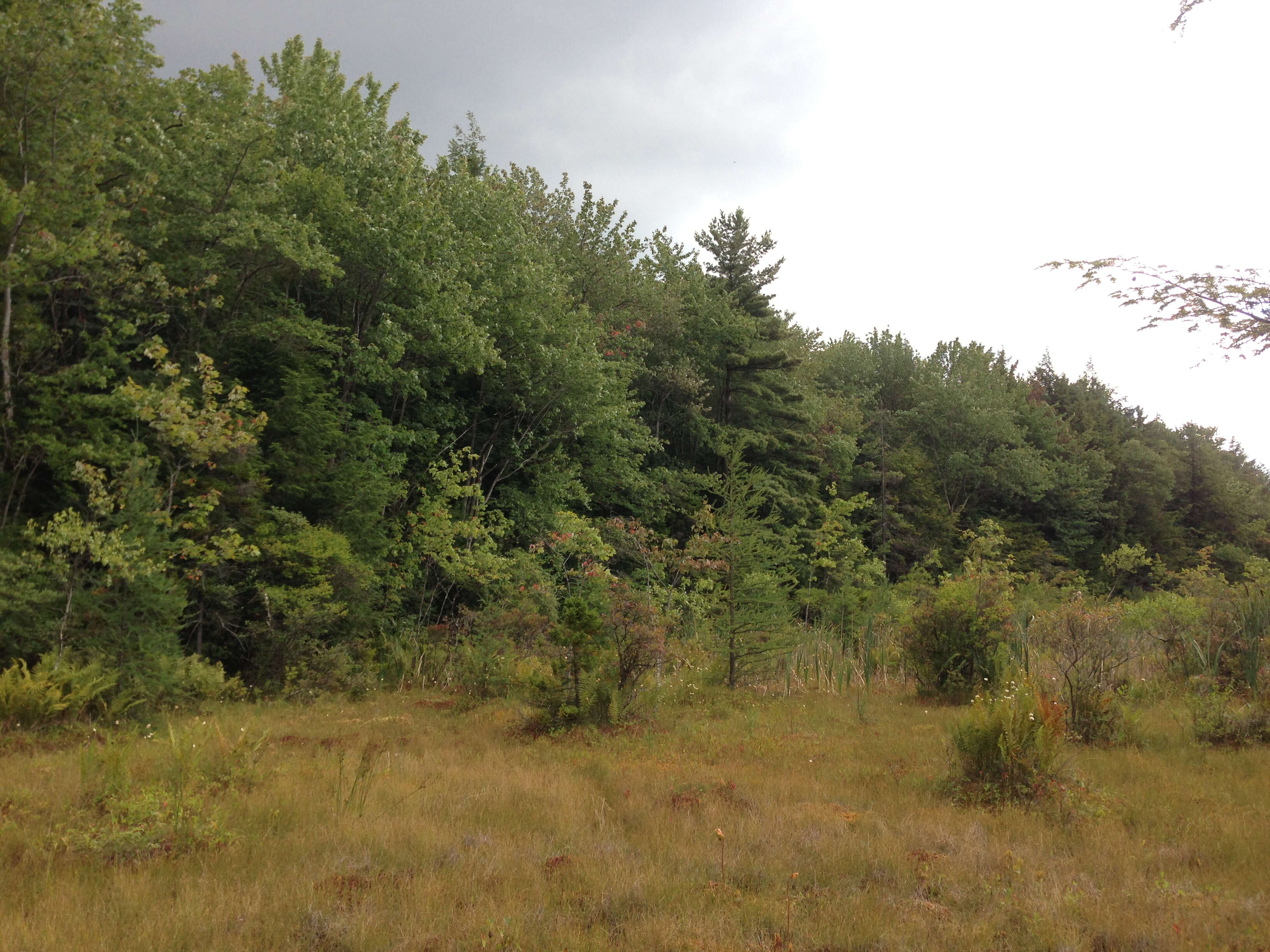 Image of American Larch