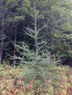 Image of American Larch