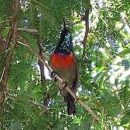 Image of Greater Double-collared Sunbird