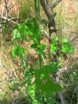 Imagem de Leonotis nepetifolia var. nepetifolia