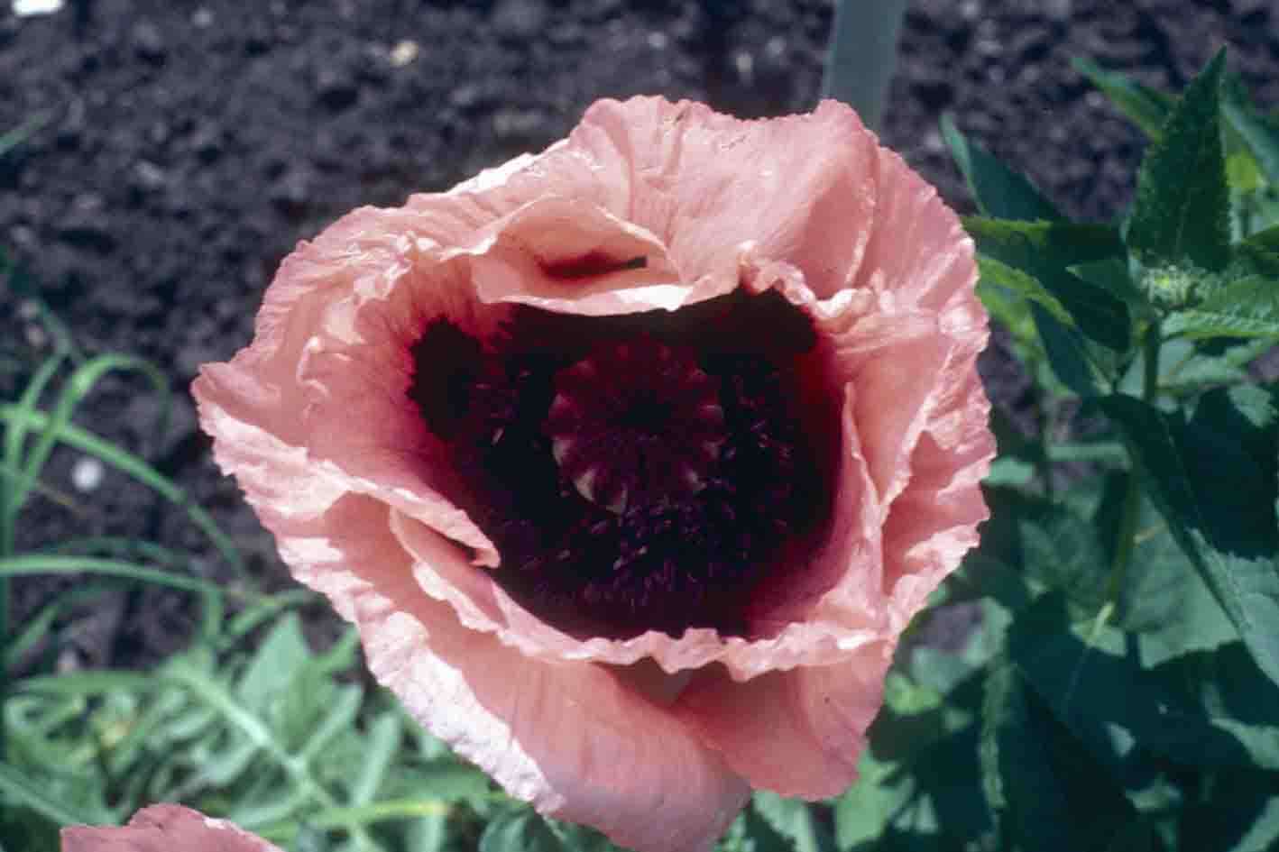 Image of Oriental poppy