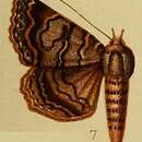 صورة Lophotavia pulcherrima Holland 1894