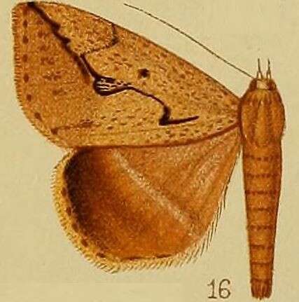 Image of Mocis persinuosa