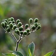 Image de Solanum umbellatum Mill.