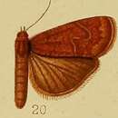 Image of Isadelphina retracta Hampson 1910