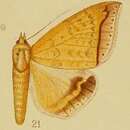 Image of Ophisma albitermia Hampson 1910