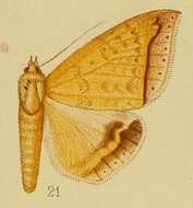 Image of Ophisma albitermia Hampson 1910