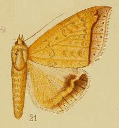 صورة Ophisma albitermia Hampson 1910