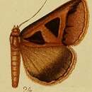 Imagem de Grammodes microgonia Hampson 1910