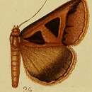 Grammodes microgonia Hampson 1910的圖片