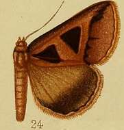 Imagem de Grammodes microgonia Hampson 1910