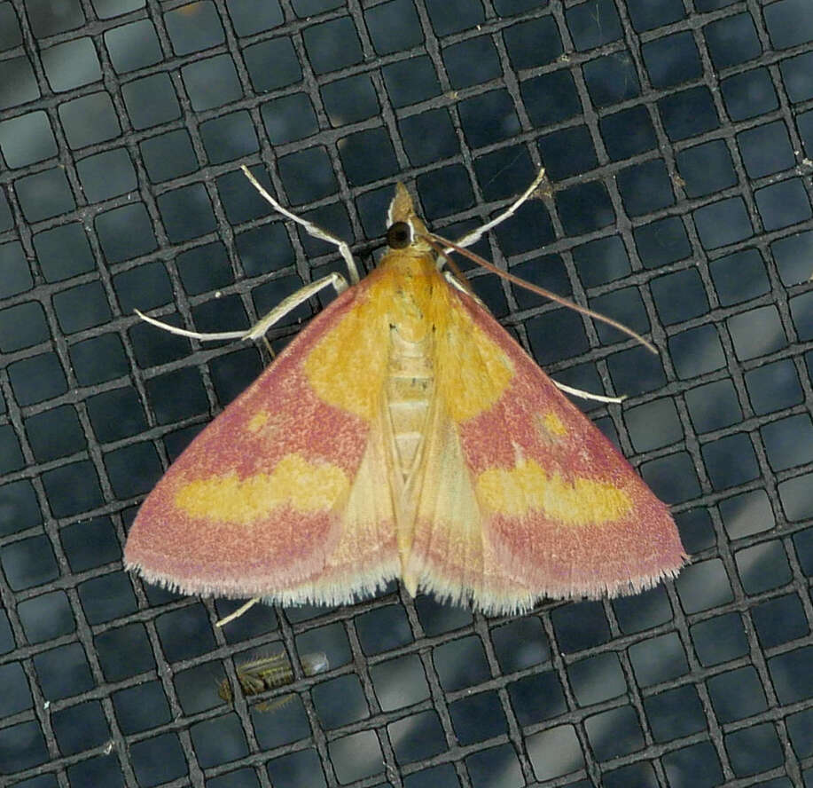 Image of Southern Purple Mint Moth