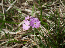 Image of Bird's-eye Primrose