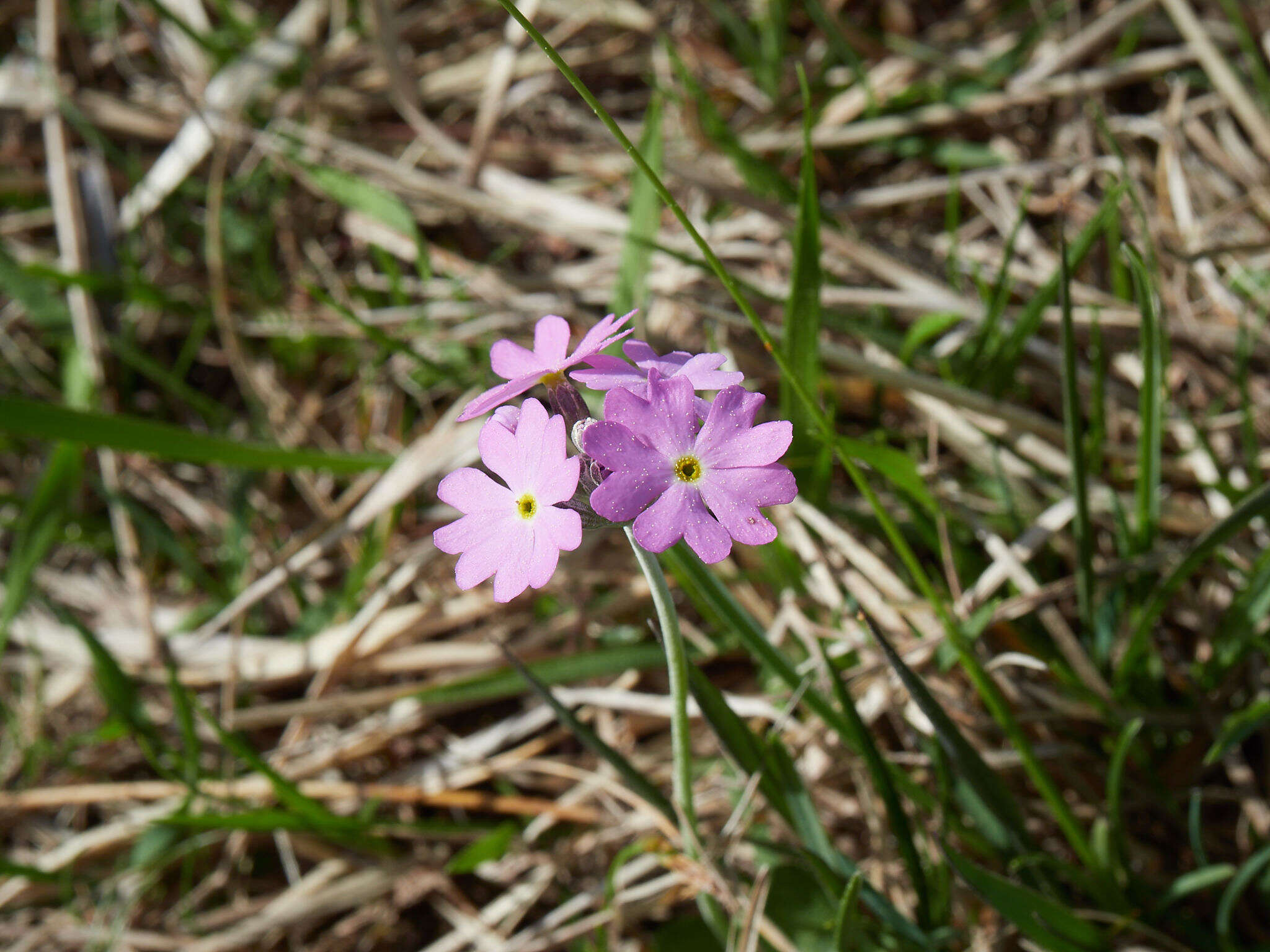 Plancia ëd Primula farinosa L.