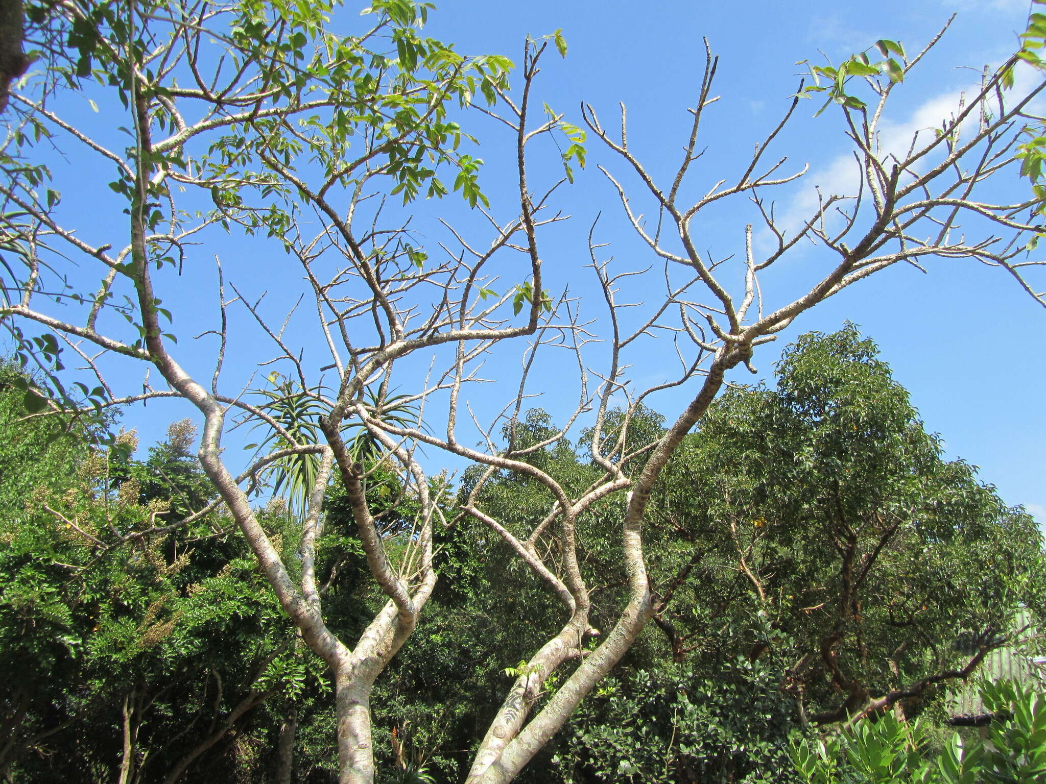 Imagem de Commiphora woodii Engl.